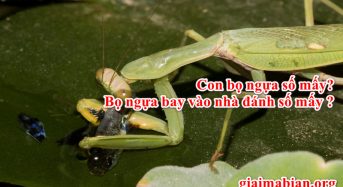 Con bọ ngựa số mấy, bọ ngựa bay vào nhà đánh số mấy ?