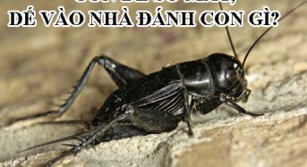 Con dế số mấy, dế vào nhà đánh con gì?