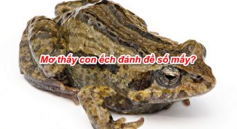 Con ếch số mấy, mơ thấy ếch đánh đề con gì, số mấy?