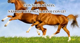 Con ngựa số mấy, nằm mơ thấy ngựa đánh con gì?