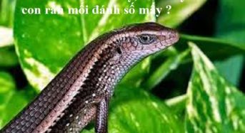 Con rắn mối số mấy, mơ thấy con rắn mối đánh số mấy ?