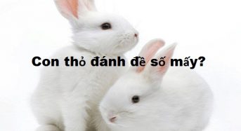 Con thỏ số mấy, mơ thấy thỏ đánh đề con gì?
