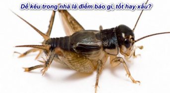 Dế kêu trong nhà là điềm báo gì, tốt hay xấu ?