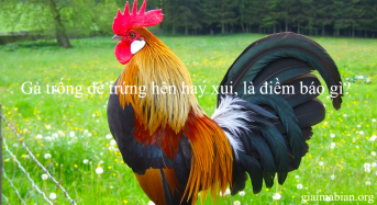 Gà trống đẻ trứng hên hay xui, là điềm báo gì?