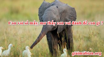 Con voi số mấy, mơ thấy con voi đánh đề con gì ?