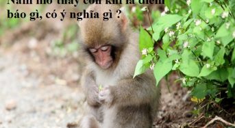 Nằm mơ thấy con khỉ là điềm báo gì, có ý nghĩa gì ?