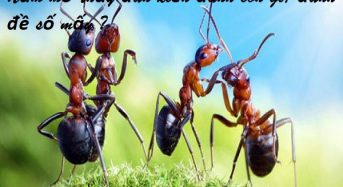 Nằm mơ thấy đàn kiến đánh con gì, đánh đề số mấy ?