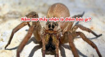 Nằm mơ thấy nhện là điềm báo gì, đánh con gì, đánh số mấy?