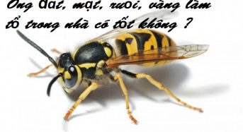 Ong đất, mật, ruồi, vàng làm tổ trong nhà có tốt không ?