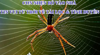 Con nhện bò vào nhà: tin vui từ trời về tài lộc & tình duyên