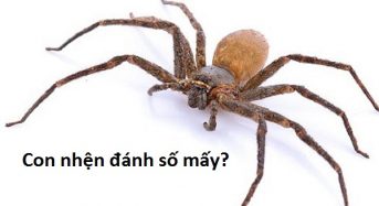 Con nhện đánh con gì, số mấy? Giải mã bí ẩn lô đề con nhện!