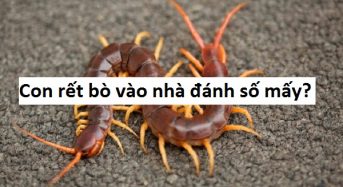 Con rết bò vào nhà đánh số mấy, đánh đề con gì?