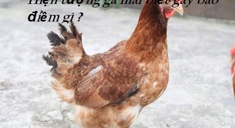 Hiện tượng gà mái biết gáy báo điềm gì, đánh con gì, số mấy?