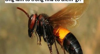 Ong vò vẽ làm tổ trong nhà tốt hay xấu, điềm báo gì, đánh con gì, số mấy?