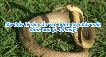 Nằm mơ thấy bị rắn cắn vào ngón tay chảy máu đánh con gì, số mấy, có điềm gì?