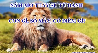 Nằm mơ thấy sư tử đánh con gì, số mấy, có điềm gì?