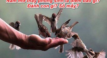 Nằm mơ thấy phóng sinh là điềm báo gì? Đánh con gì? Số mấy?