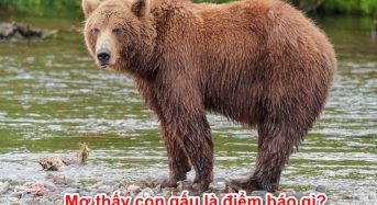 Nằm mơ thấy con gấu là điềm báo gì? Đánh con gì? Số mấy?