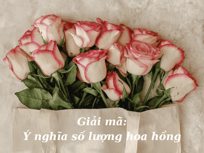Ý nghĩa số lượng hoa hồng - từ 1 đến 20 bông hồng