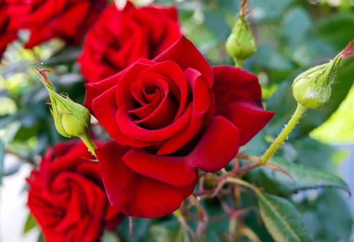 Ý nghĩa số lượng hoa hồng được thể hiện như thế nào?