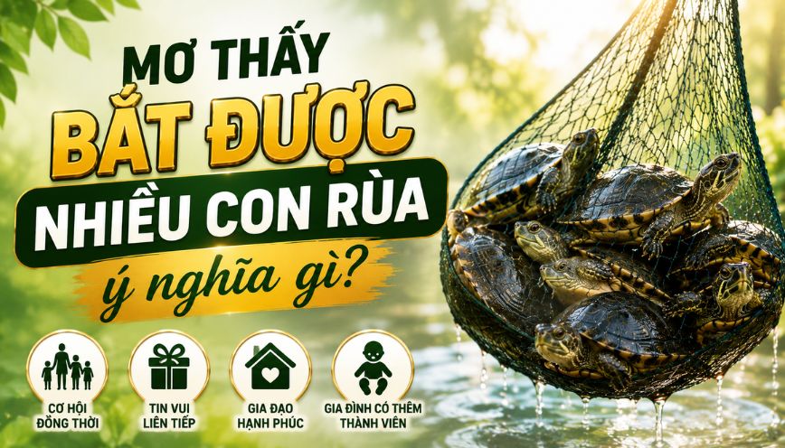 Mơ thấy bắt được nhiều con rùa ý nghĩa gì?