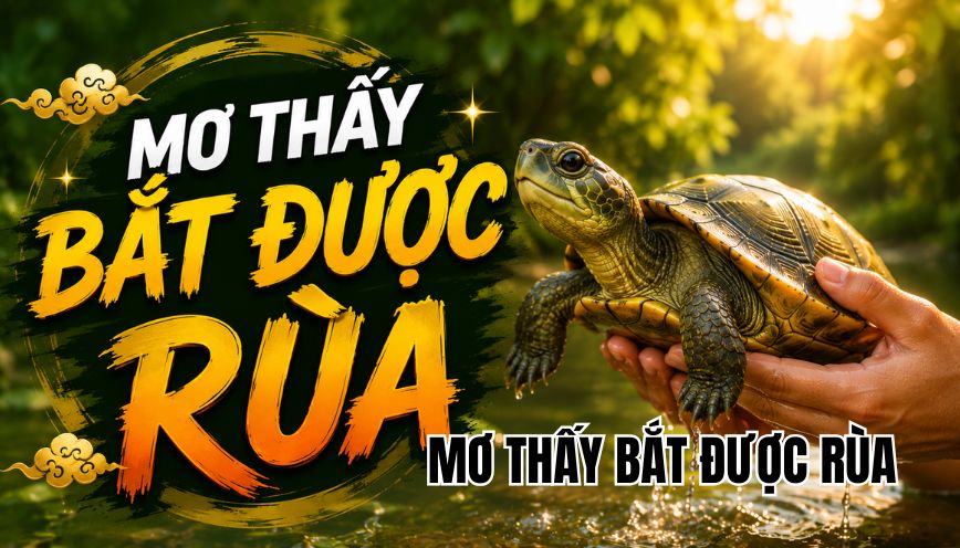 Mơ thấy bắt được rùa