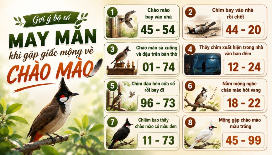Gợi ý bộ số may mắn khi gặp giấc mộng về chào mào