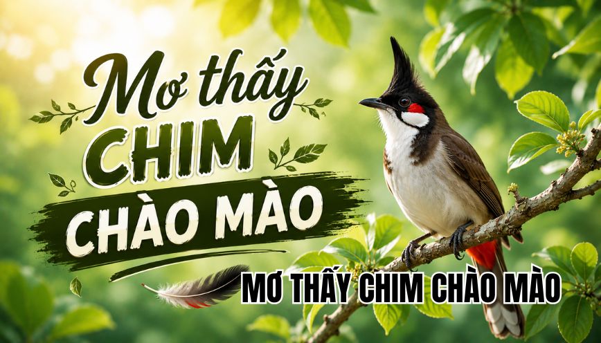 Mơ thấy chim chào mào