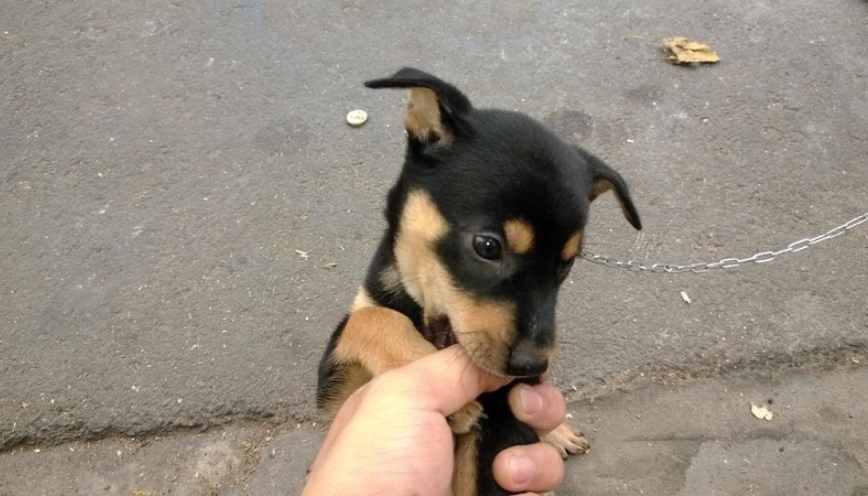 Chó con màu đen tiến vào nhà bạn