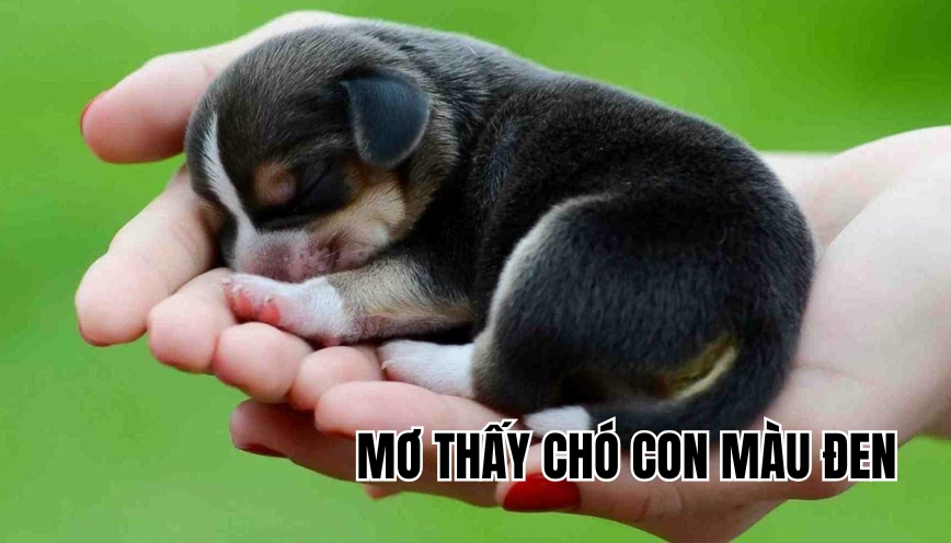 Mơ thấy chó con màu đen