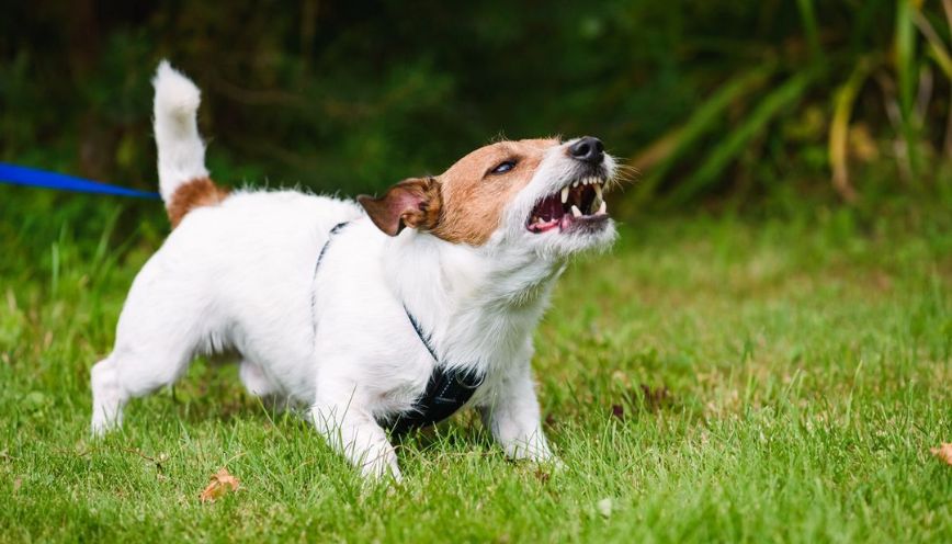 Nằm mơ thấy chó đuổi: Điềm tốt hay vận xui đang đến?: