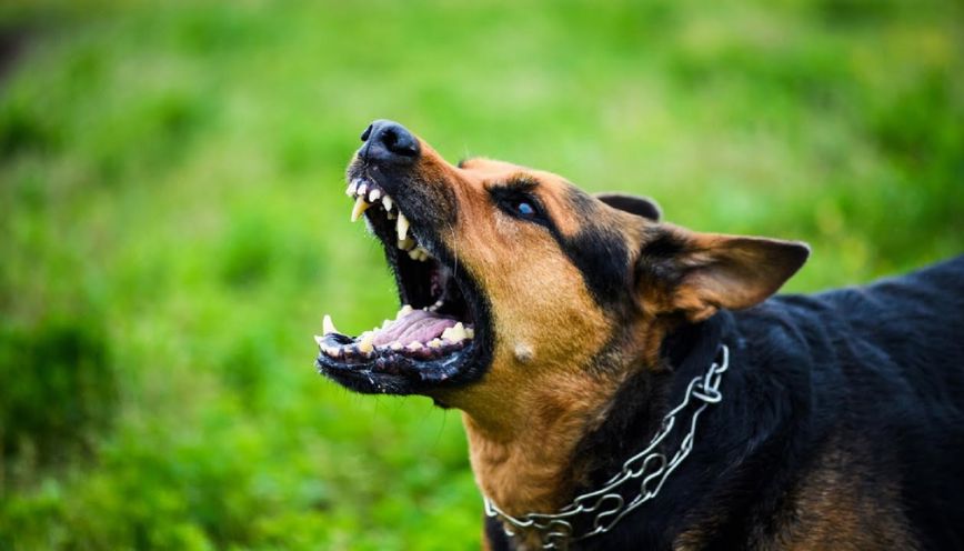 Giấc mơ bị chó đuổi cho thấy bạn đang chạy trốn cảm xúc thật