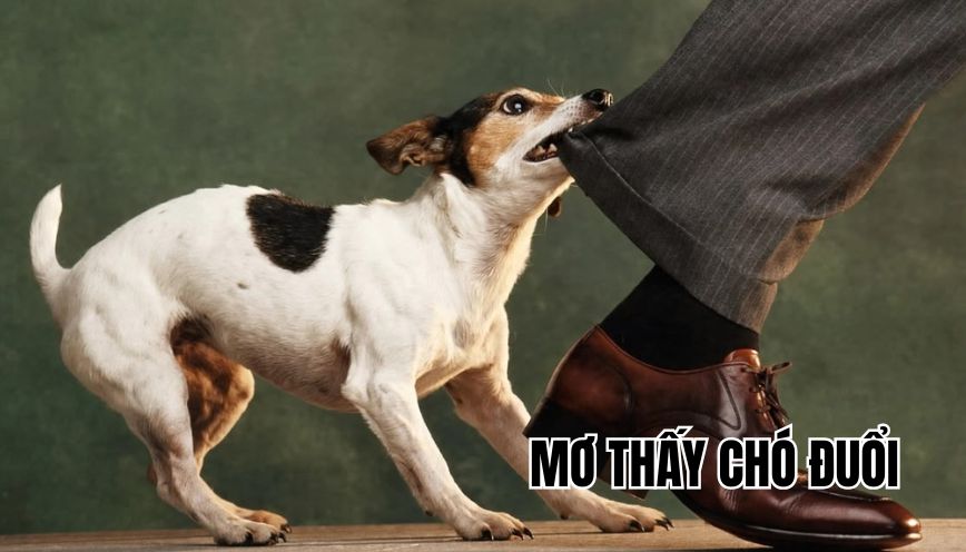 Mơ thấy chó đuổi