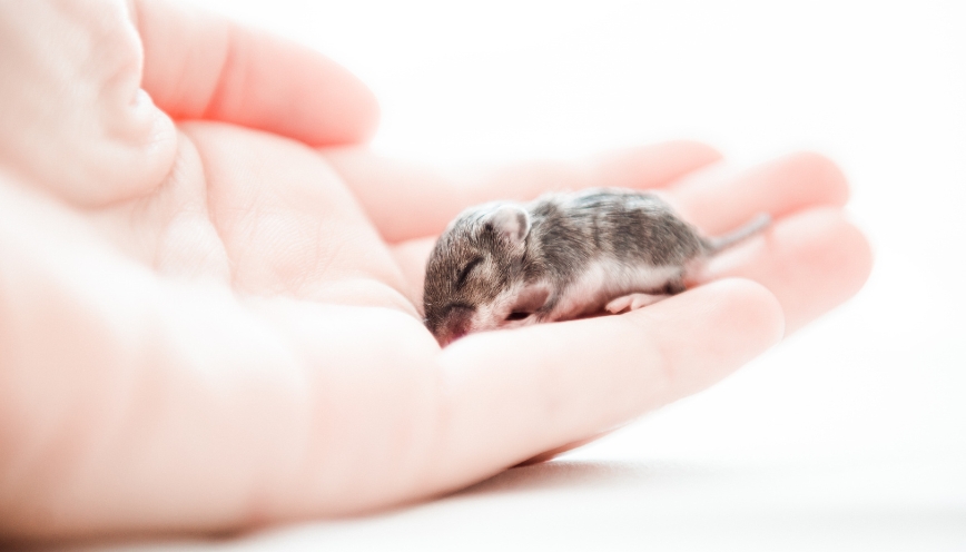 Mơ thấy chuột con báo hiệu điều gì? Giải mã chi tiết