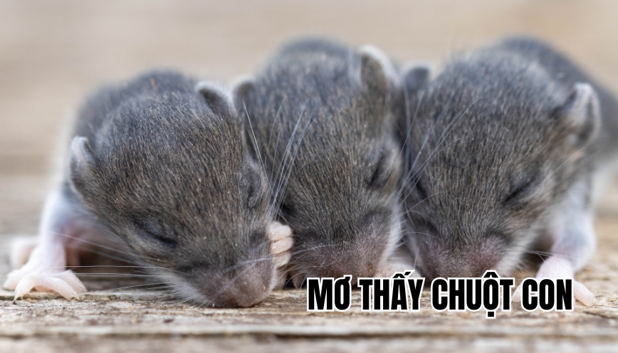 Mơ thấy chuột con