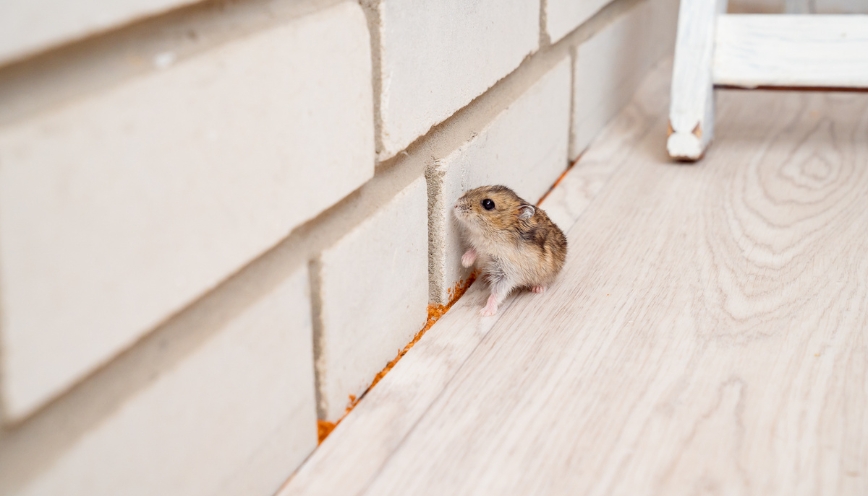 Thấy chuột vào nhà đánh con gì đổi vận may mắn?