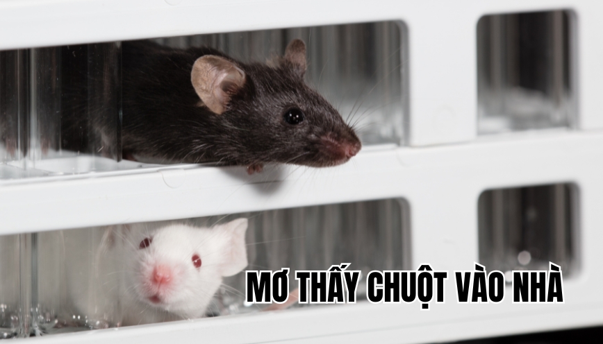 Mơ thấy chuột vào nhà