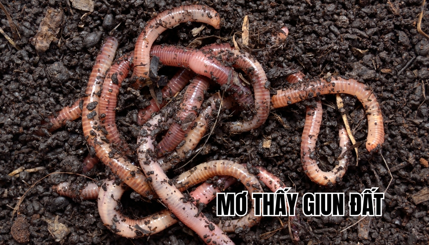 Mơ thấy giun đất