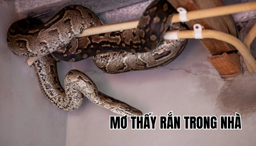 Mơ thấy rắn trong nhà
